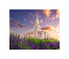 Payson Temple Blooming Lavender