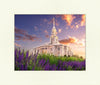 Payson Temple Blooming Lavender