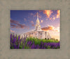 Payson Temple Blooming Lavender