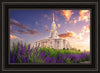 Payson Temple Blooming Lavender