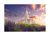 Payson Temple Blooming Lavender