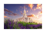 Payson Temple Blooming Lavender