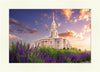 Payson Temple Blooming Lavender