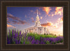 Payson Temple Blooming Lavender