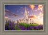 Payson Temple Blooming Lavender