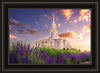 Payson Temple Blooming Lavender