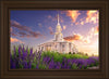 Payson Temple Blooming Lavender