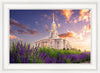 Payson Temple Blooming Lavender