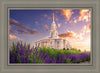 Payson Temple Blooming Lavender