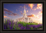 Payson Temple Blooming Lavender