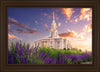 Payson Temple Blooming Lavender
