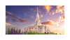 Payson Temple Blooming Lavender