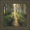 Enjoy The Beauty On Your Broken Path, Forest Walkway