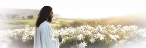 Consider The Lilies Large Wall Art Gallery Wrap