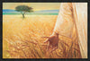 Wheat and Tares Gallery Wrap
