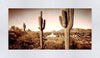 Phoenix Saguaro Cactus